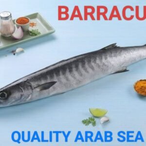 Barracuda