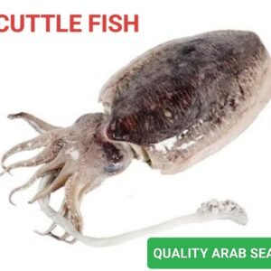 Cuttle Fish