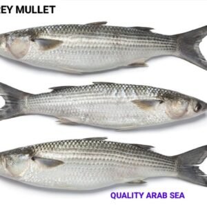 Grey Mullet