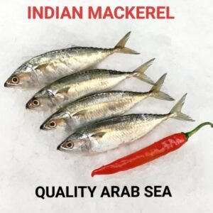 Indian Mackarel