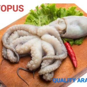 Octopus