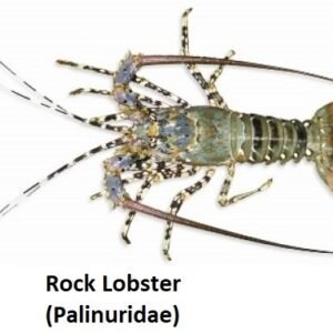 Rock Lobster Palinuridae